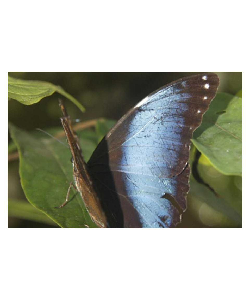 Savannah butterfly