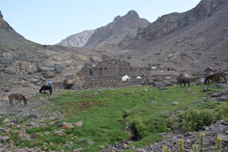 Mules-resting-at-Toubkal-base-camp